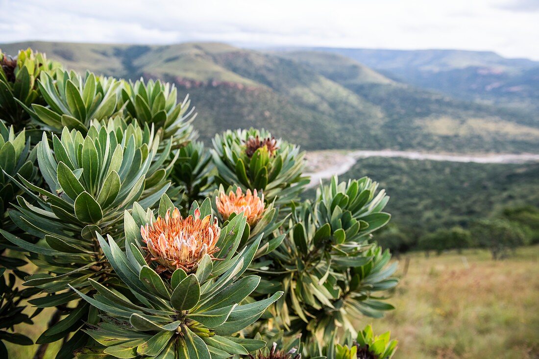 Protea caffra plant growing on a mountainside