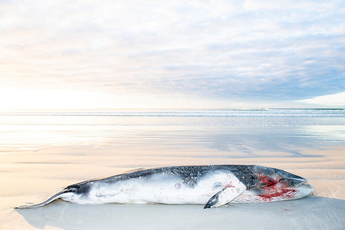 Stranded dwarf minke whale