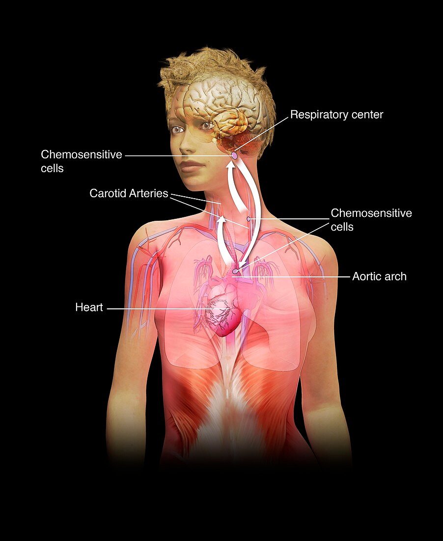 Chemoreceptors in respiration,illustration