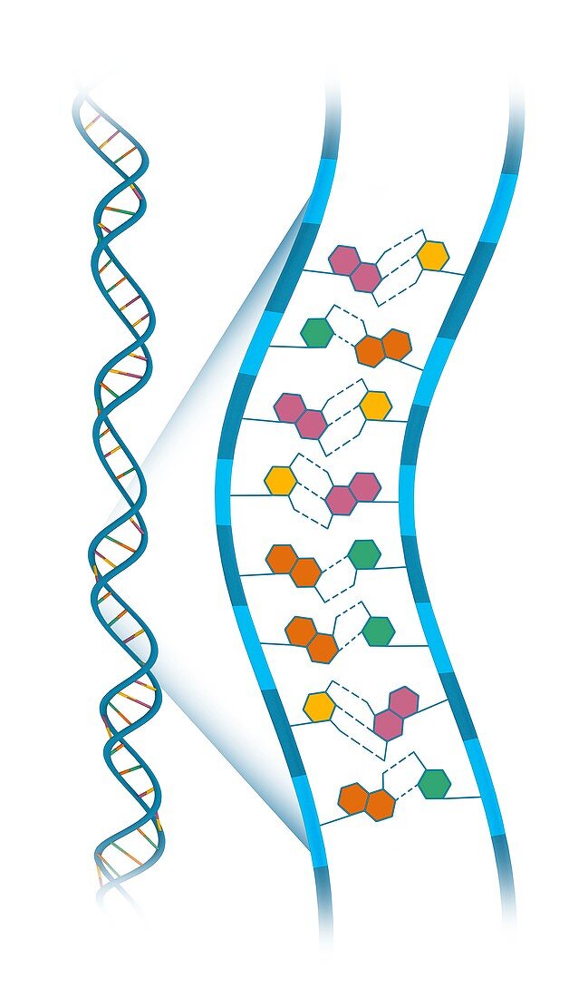 Base-pair structure of DNA,illustration