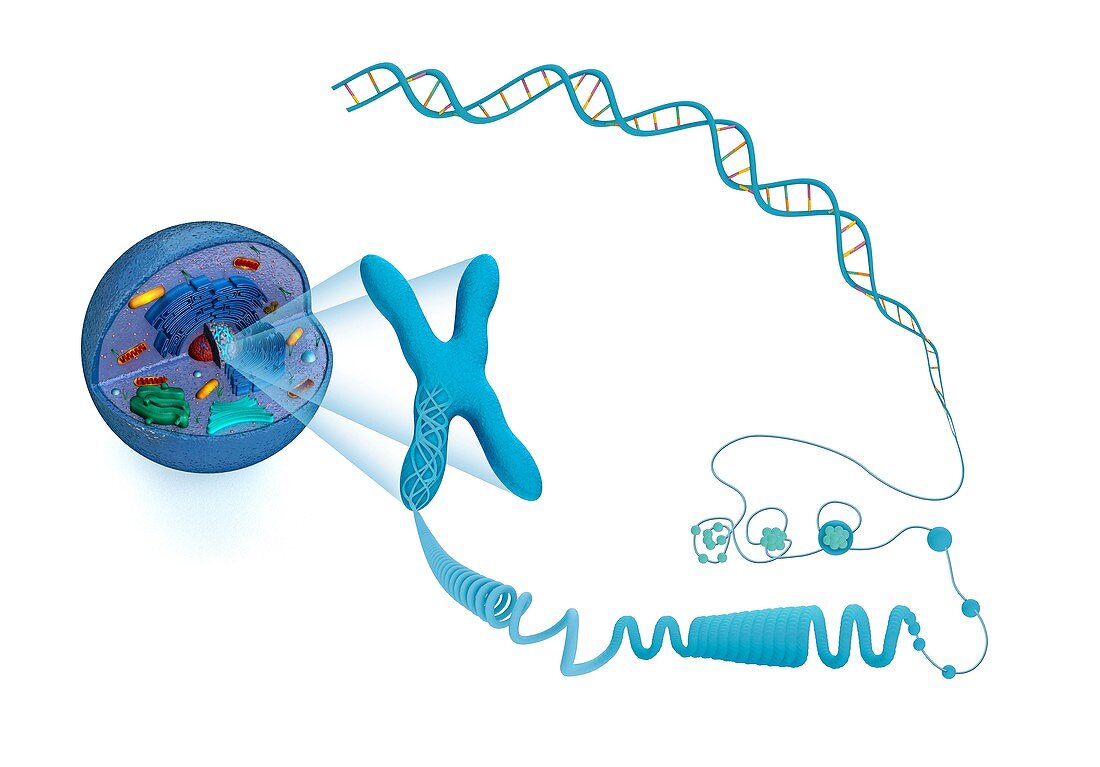Cellular packaging of DNA,illustration