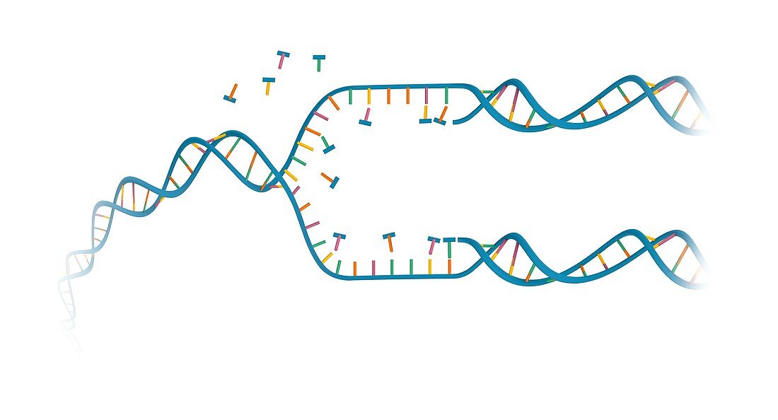 DNA replication,illustration