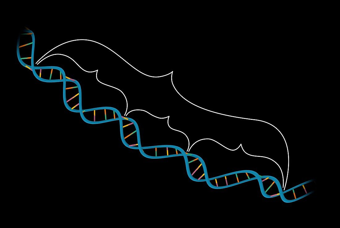 Exon-intron structure of genes and DNA,illustration
