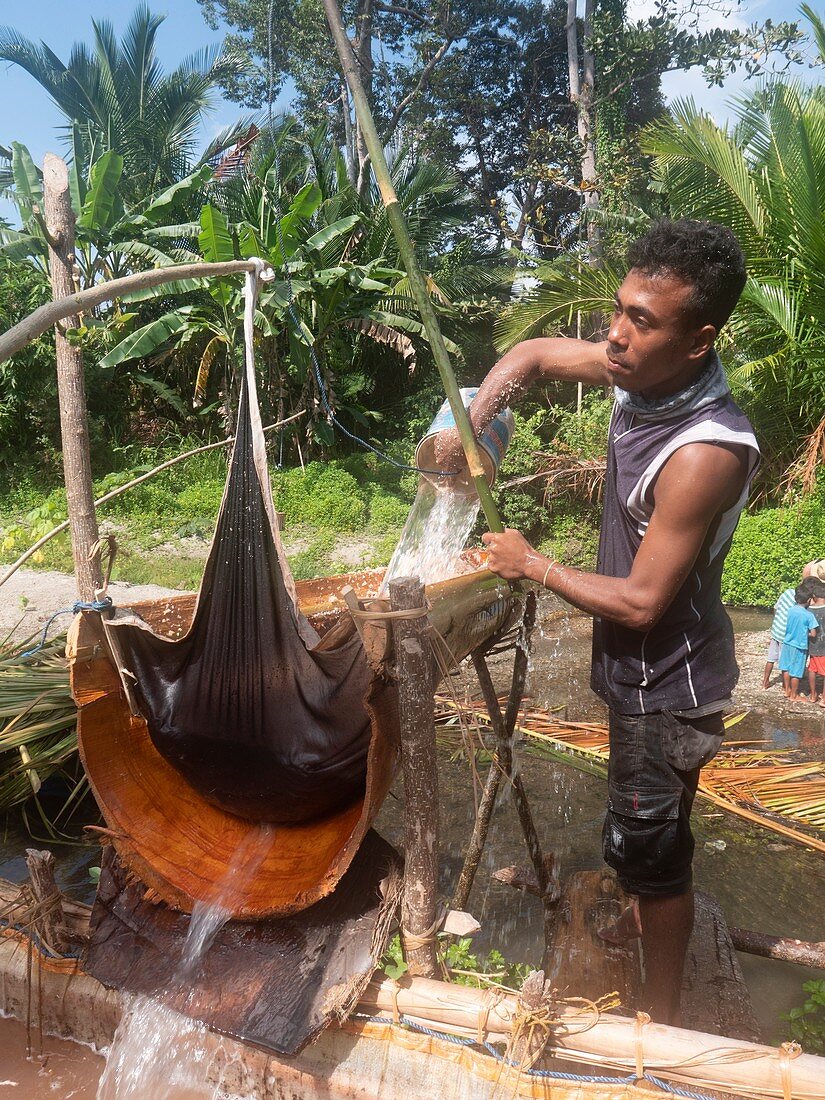 Processing of sago palm (Cycas revoluta),Indonesia