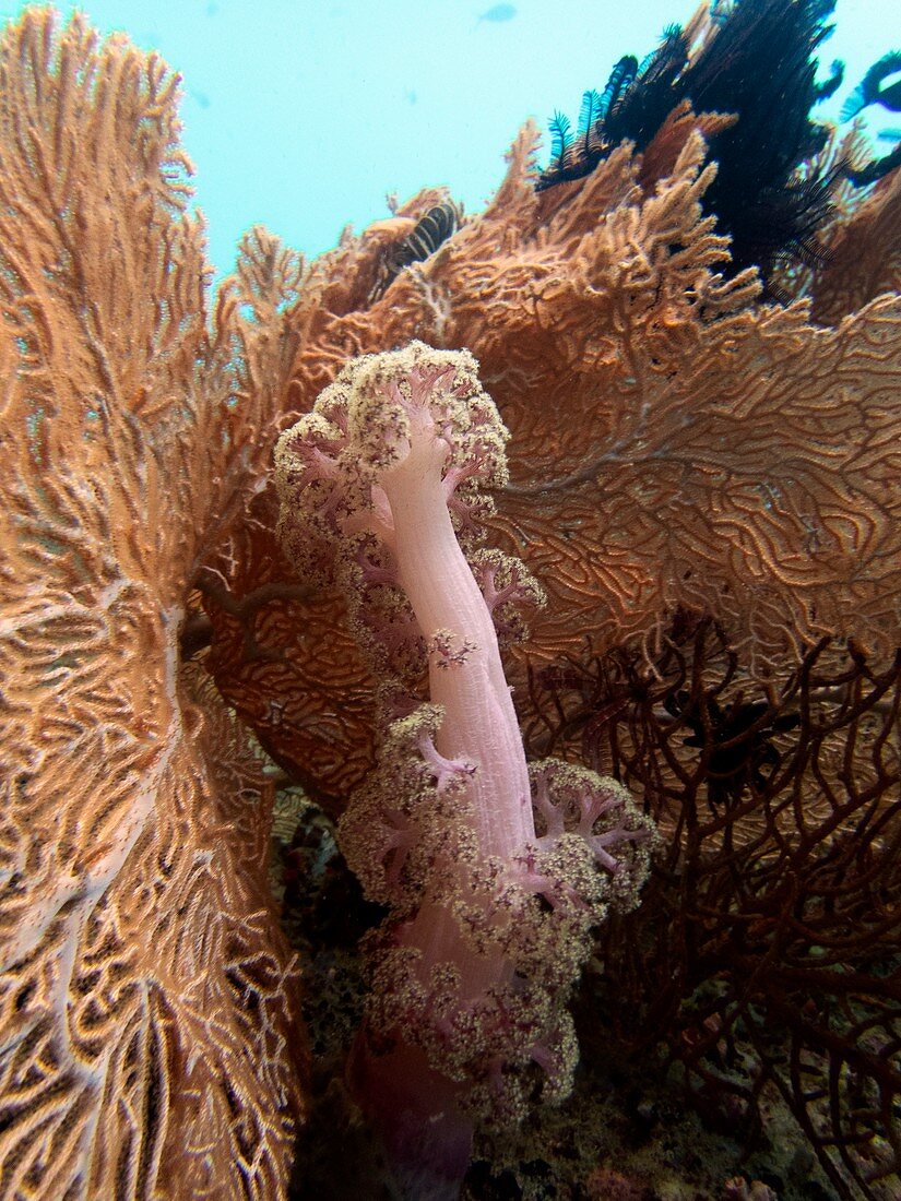 Soft coral and fan coral