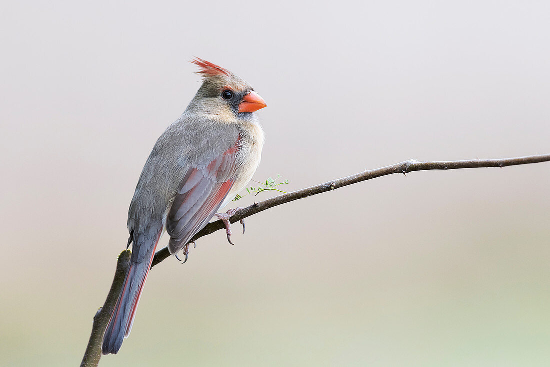 Northern cardinal