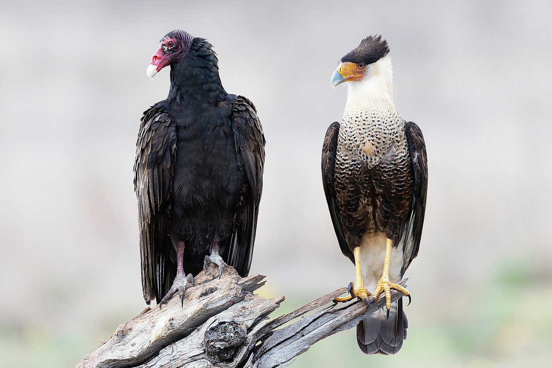 Turkey vulture and crested caracara