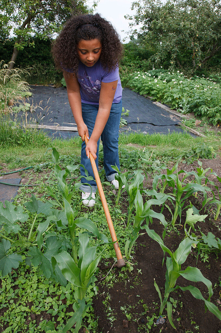 Girl hoeing sweetcorn patch