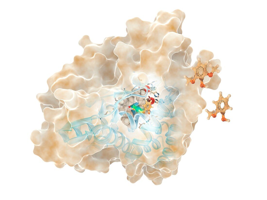 Lignin-degrading enzyme for biofuels,illustration