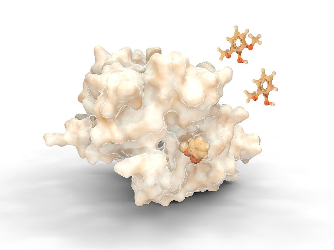 Lignin-degrading enzyme for biofuels,illustration
