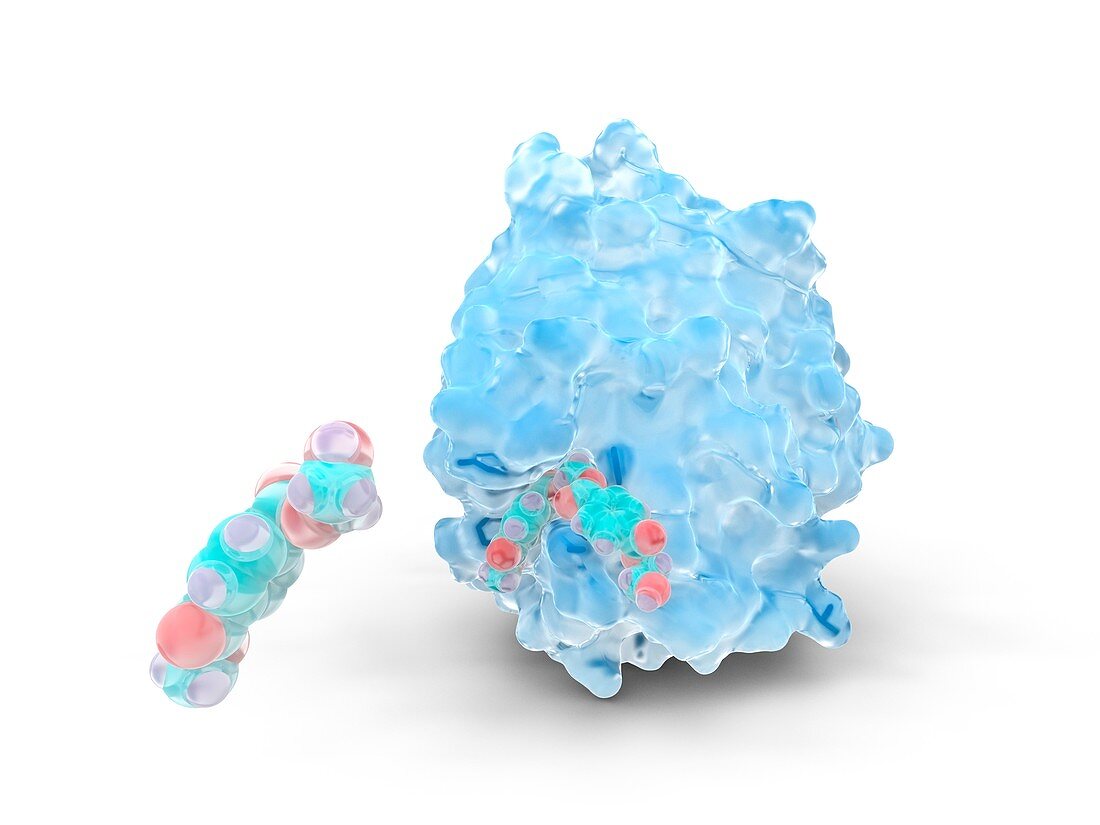 PETase plastic-degrading enzyme,molecular model