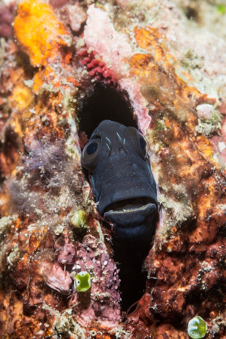 Tailspot blenny hiding on a reef,Indonesia