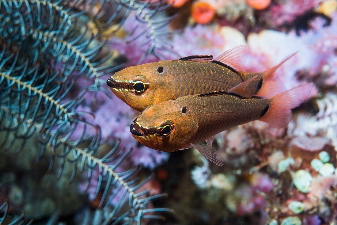Cardinalfish on coral reef,Indonesia