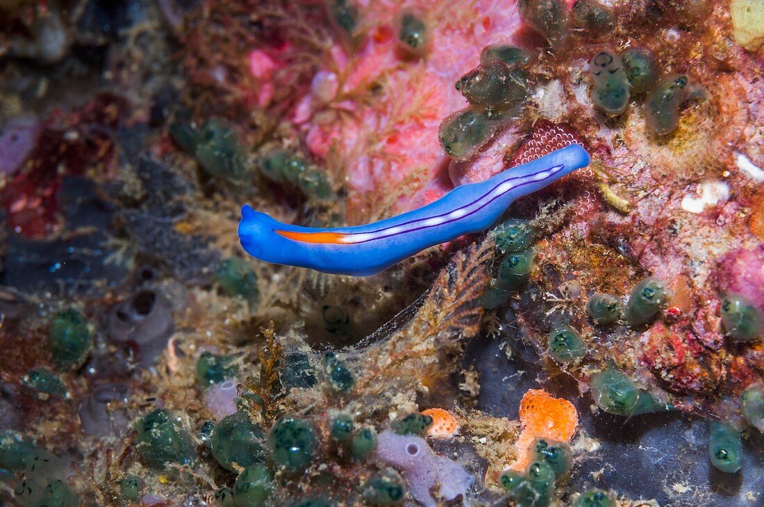 Racing stripe flatworm on coral reef,Philippines