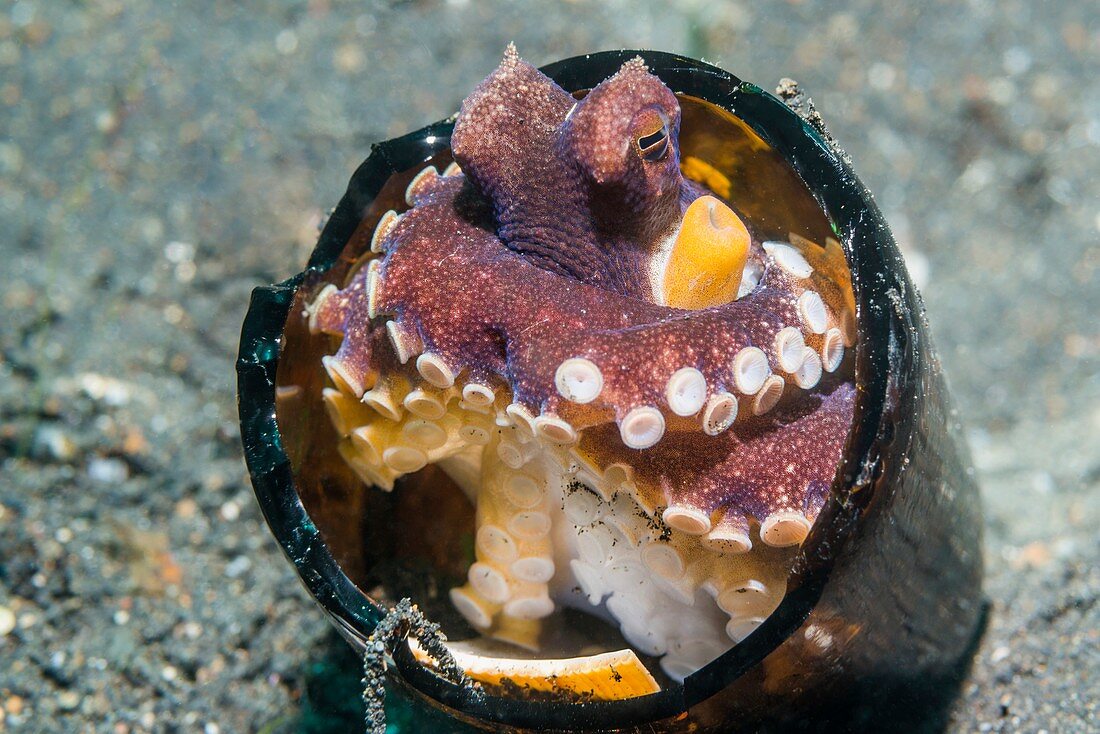 Veined octopus sheltering in broken bottle,Indonesia