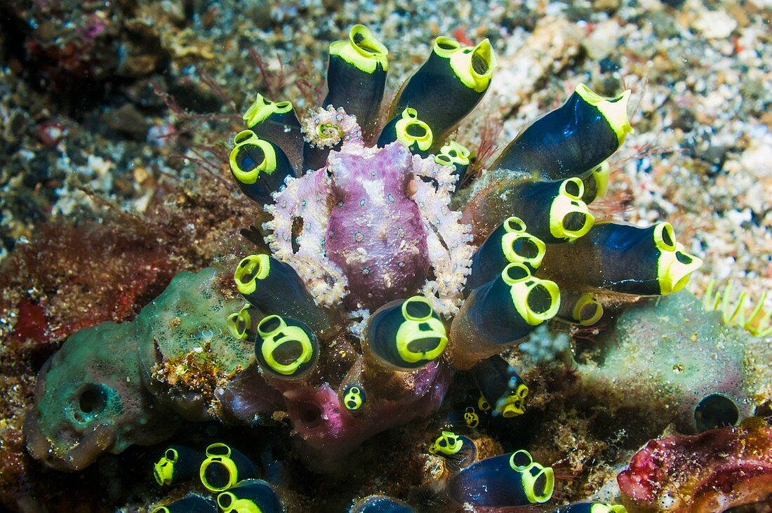 Blue-ringed octopus with stalked ascidians,Indonesia