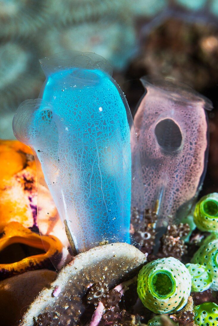 Blue club tunicates on a reef,Indonesia