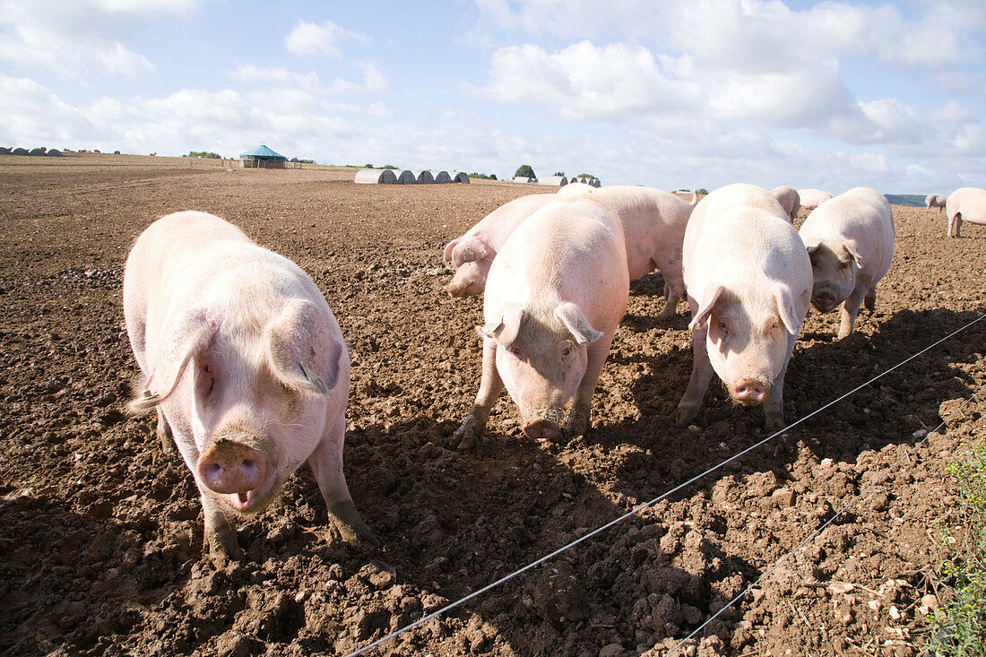 Pigs foraging for food