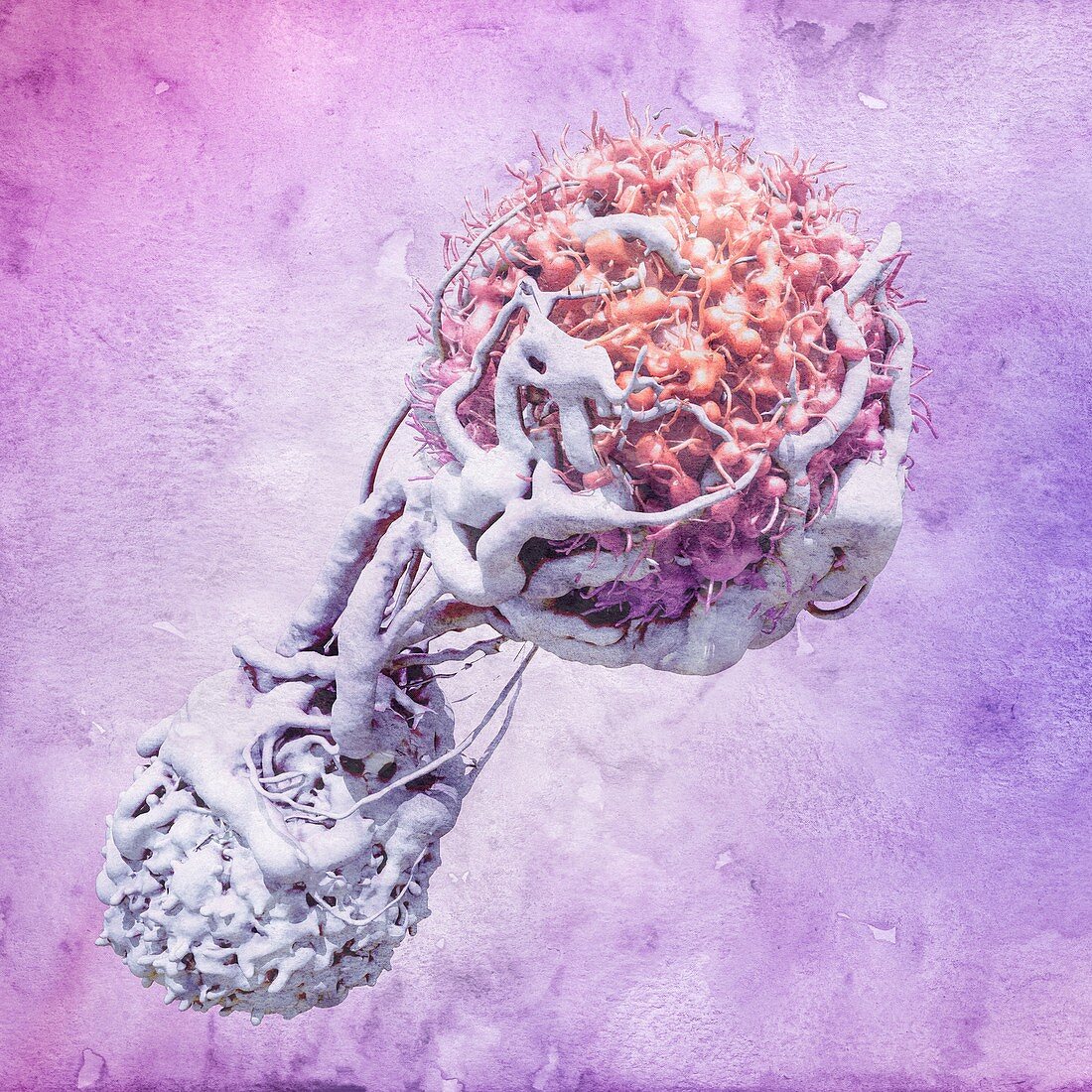 T cell attacking cancer cell,illustration