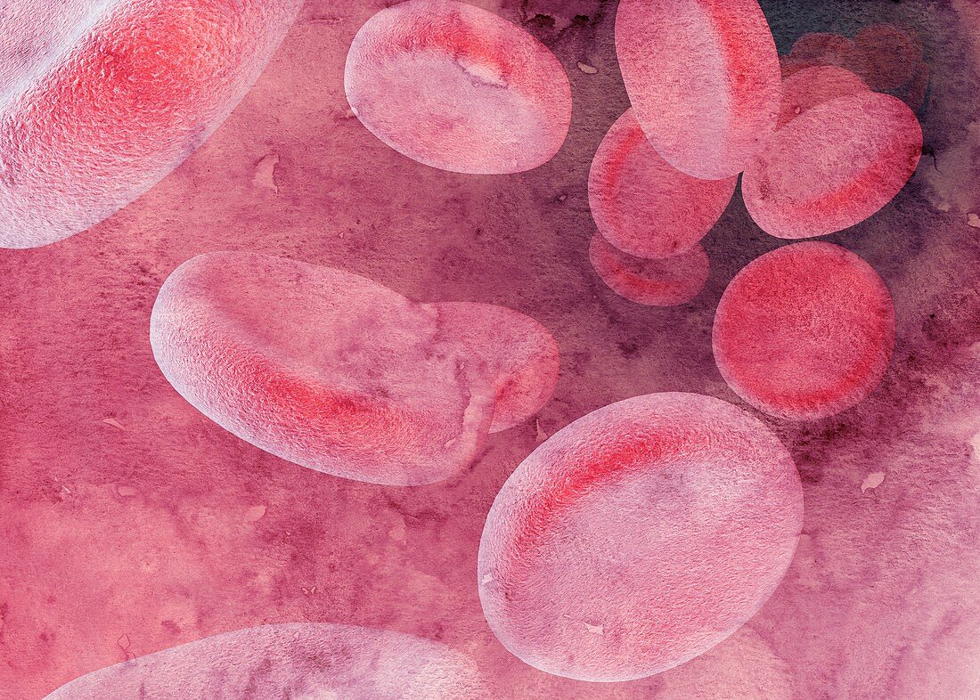 Red blood cells,illustration