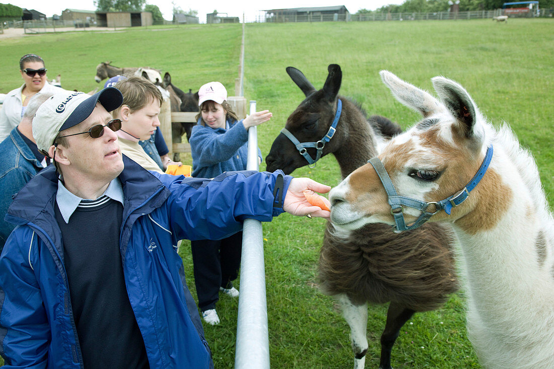 Group of adults with learning disabilities feeding llamas