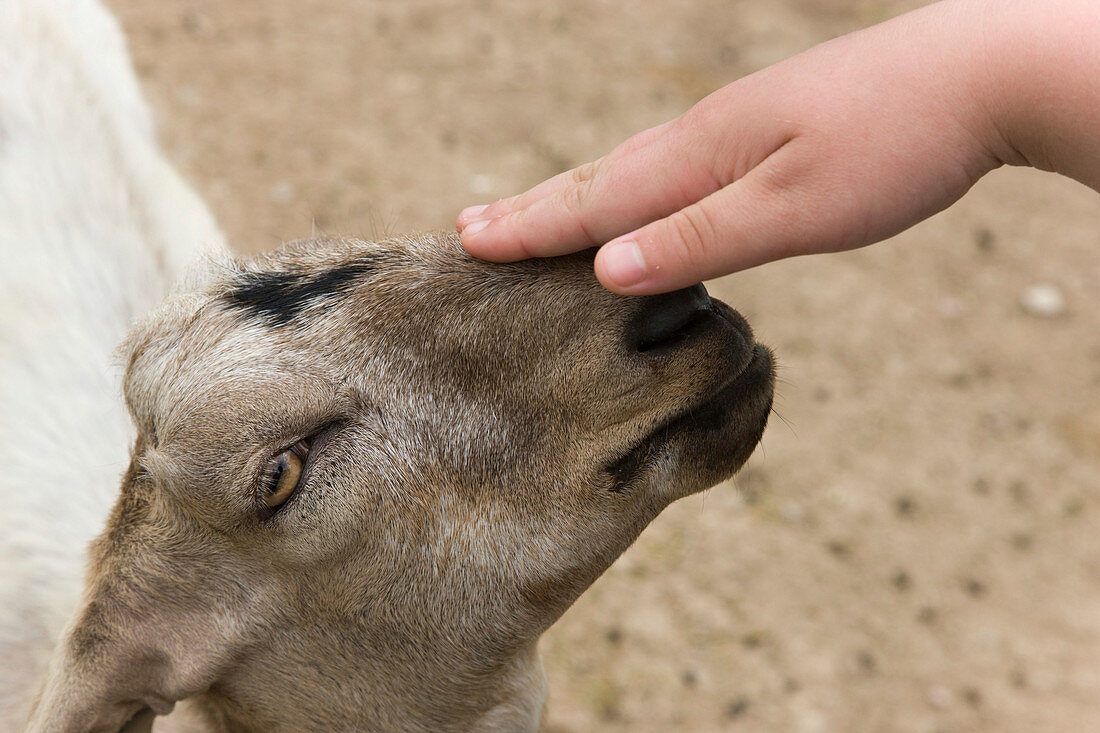Young person stroking a goat's head at an animal sanctuary