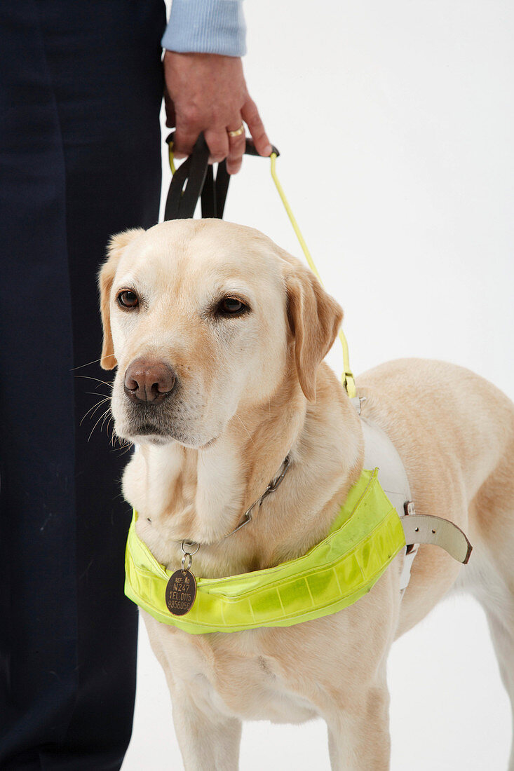 Guide Dog in harness