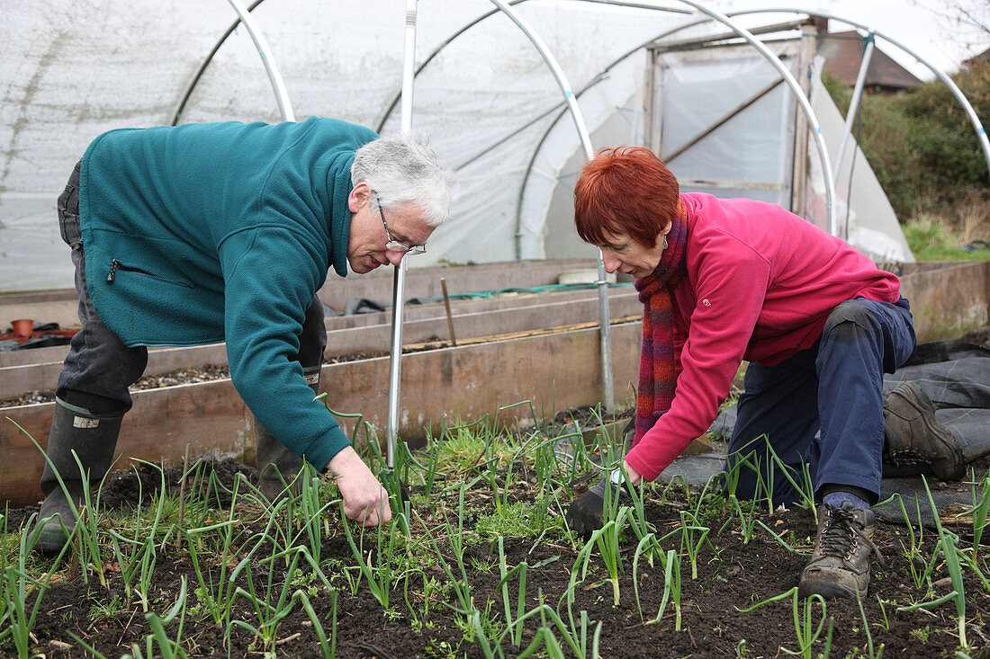 People weeding an allotment