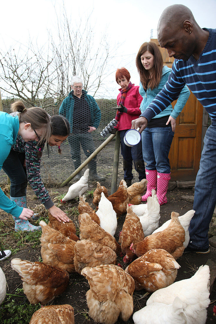 Feeding rescued battery chickens on an allotment