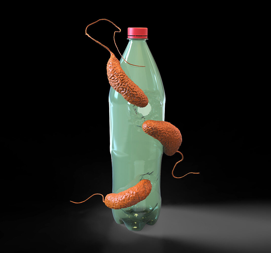 Plastic-degrading bacteria,illustration