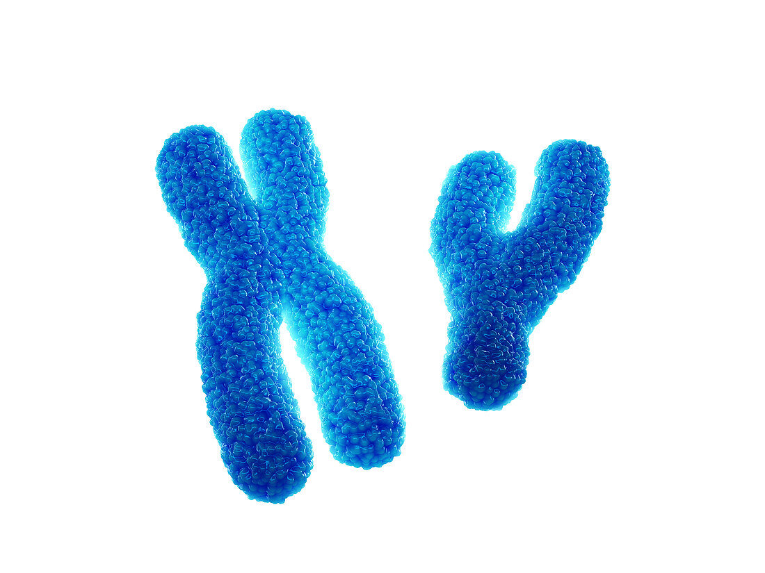 X and Y chromosomes,illustration