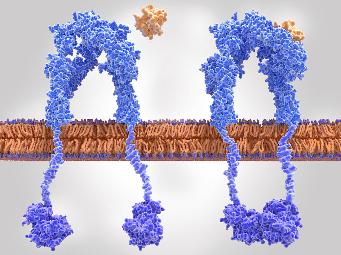 Active and inactive insulin receptors,illustration