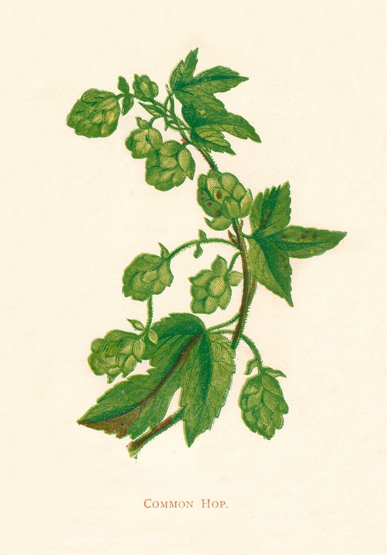 Common Hop, c1891, (1891)