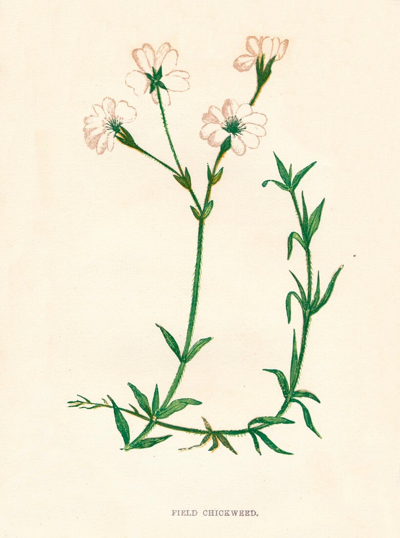 Field Chickweed, c1891, (1891)