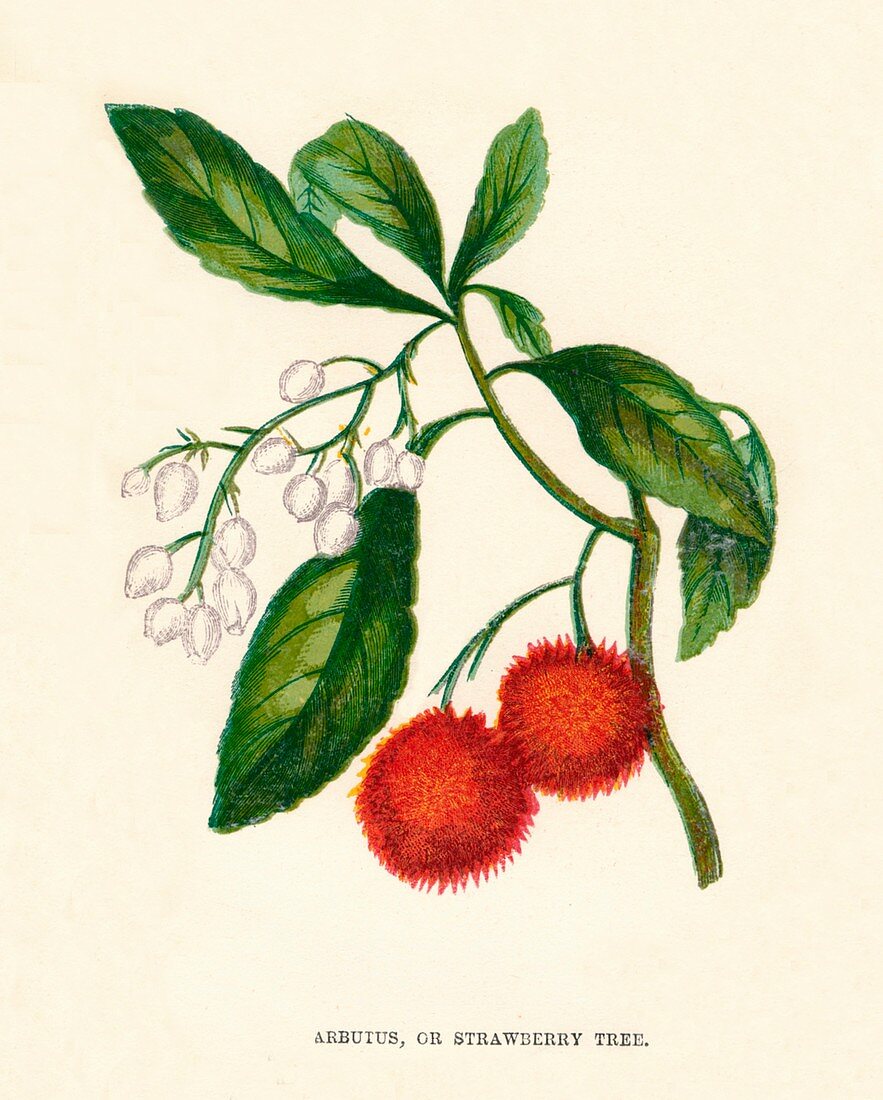 Arbutus, or Strawberry Tree, c1891, (1891)