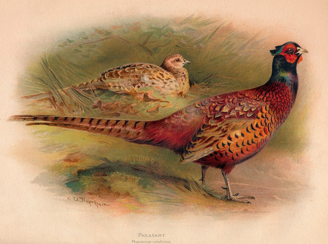 Pheasant (Phasianus colchicus), 1900, (1900)