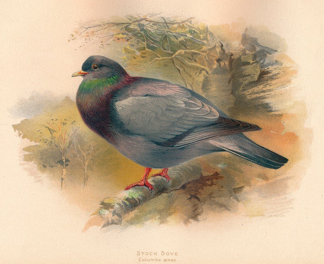 Stock Dove (Columba aenas), 1900, (1900)