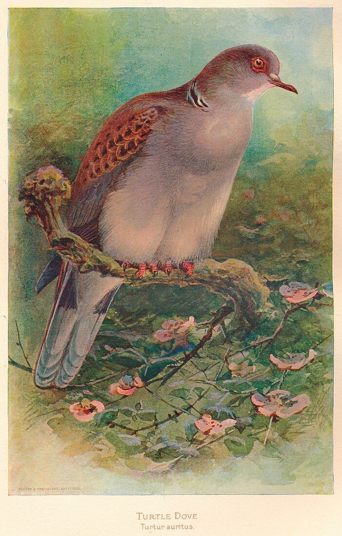 Turtle Dove (Turtur auritus), 1900, (1900)