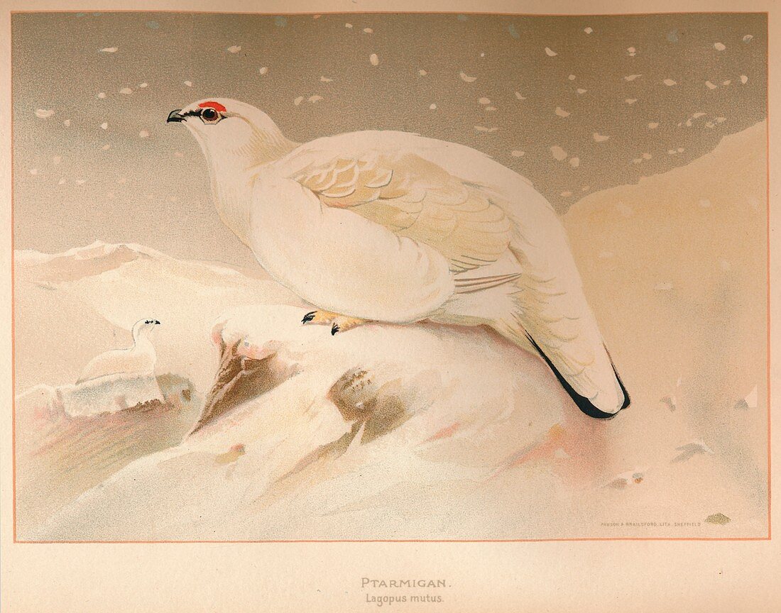 Ptarmigan (Lagopus mutus), 1900, (1900)