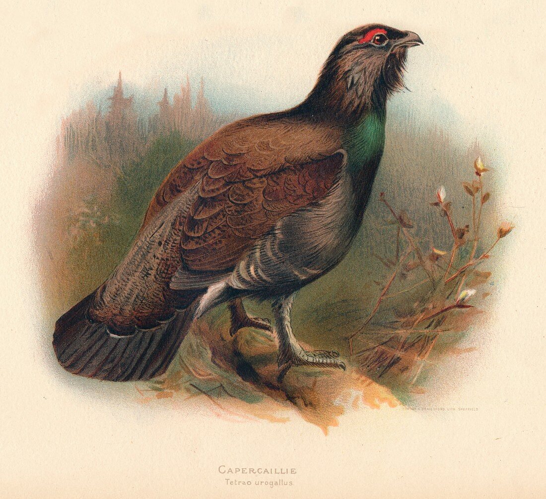 Capercaillie (Tetrao urogallus), 1900, (1900)