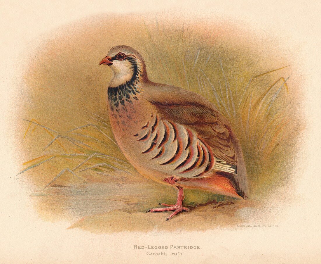 Red-Legged Partridge (Caccabus rufa), 1900, (1900)