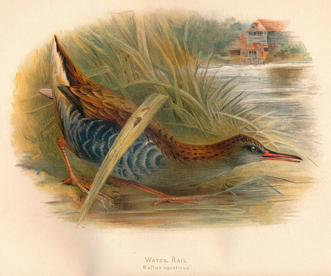 Water Rail (Rallus aquaticus), 1900, (1900)