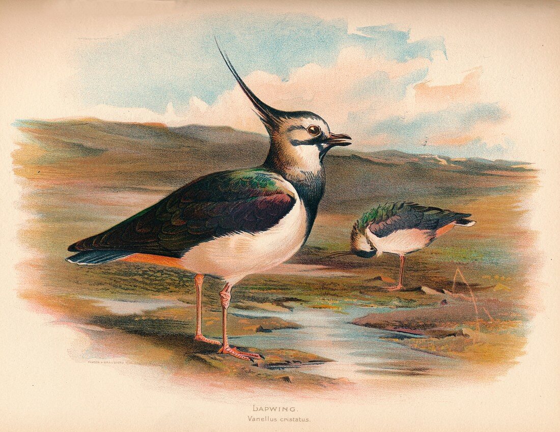 Lapwing (Vanellus cristacus), 1900, (1900)