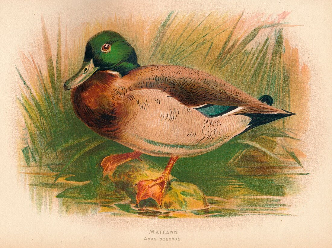 Mallard (Anas boschas), 1900, (1900)