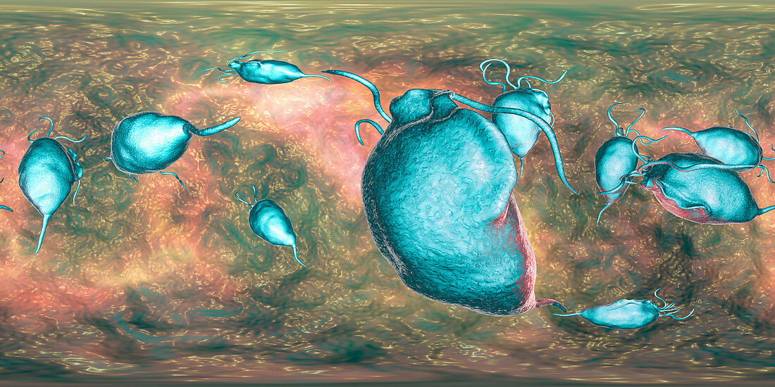 Trichomonas vaginalis,illustration