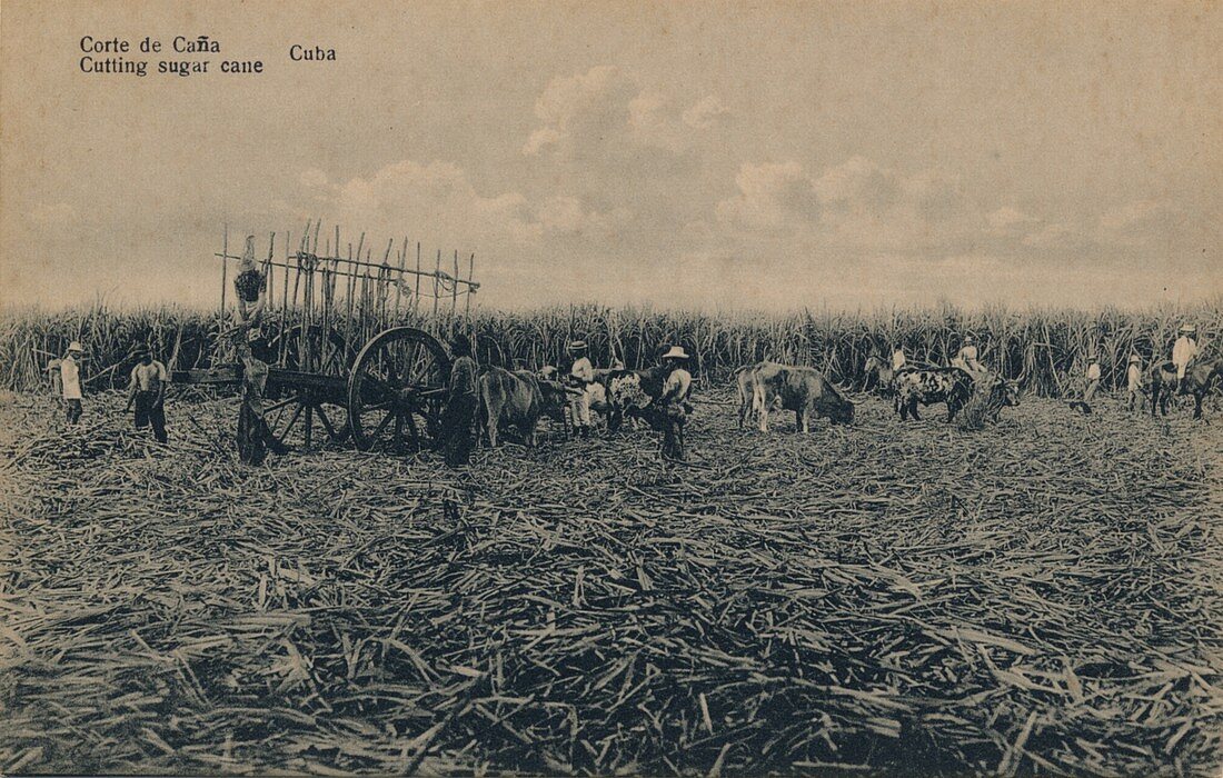 Corte de Cana - Cutting sugar cane - Cuba, c1910