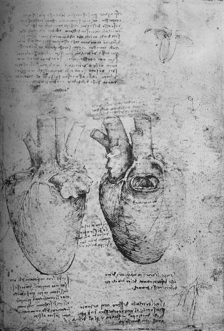Two Drawings of the Heart, c1480 (1945)