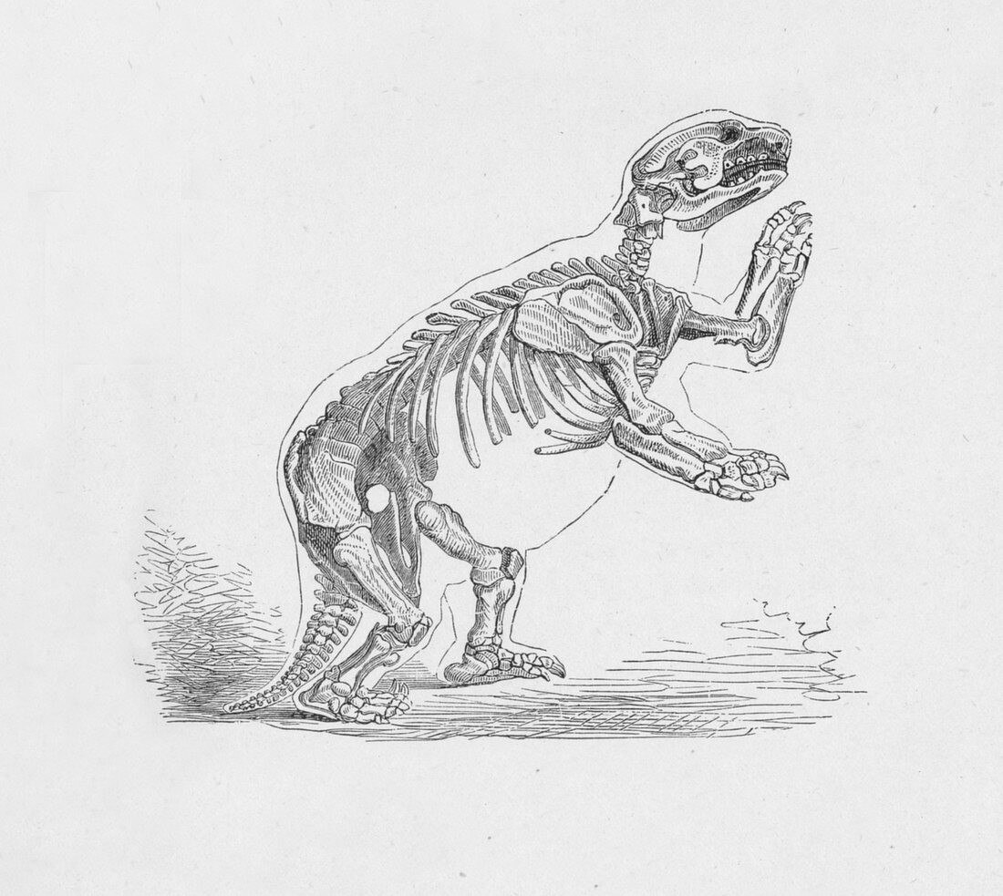 Skeleton of the Mylodon Darwinii, c1885, (1890)