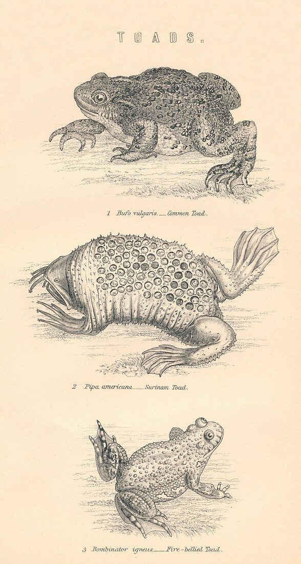 Toads, 1885