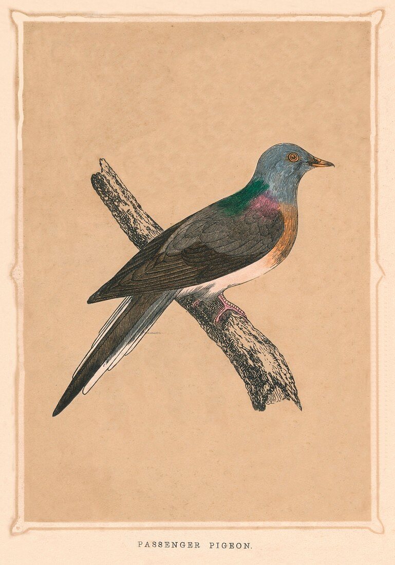 Passenger Pigeon, extinct species, c1850